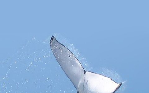 Según los investigadores, el patrón de coloración de la cara ventral de la cola de las ballenas es único, como la huella digital, lo que permite identificarlas,