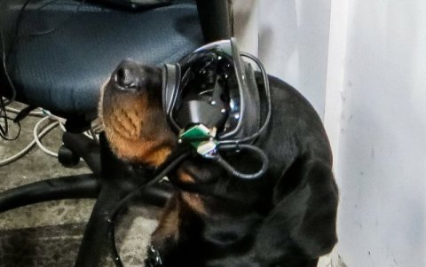 Uno de los ejemplares con el dispositivo de realidad aumentada R.A.