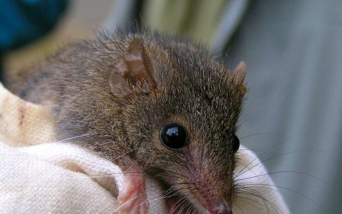 Un ejemplar del antechinus.