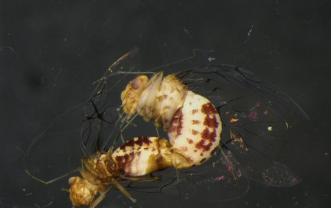 El caso de esta cochinilla demuestra que la naturaleza es más que versátil.