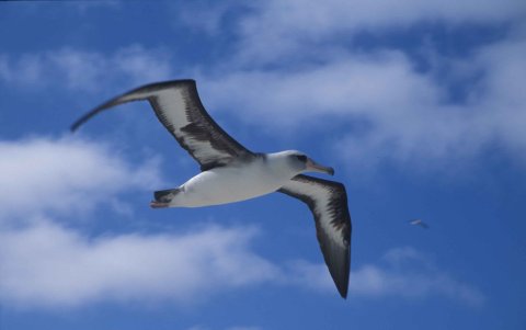 Un ejemplar de albatros volando.
