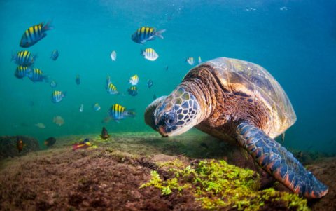 Se necesitan objetivos de conservación más ambiciosos si se quiere un futuro en el que las personas y la naturaleza prosperen juntos, dicen los autores de la investigación.