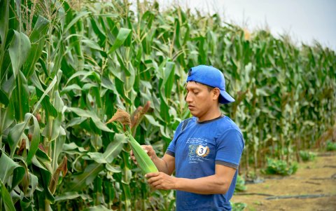 Luis Prudente revisa las mazorcas de maíz.