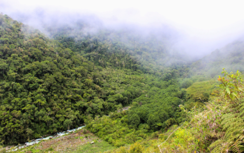 Bosque en Ayacucho, hábitat de la rana arlequín de Ayacucho.