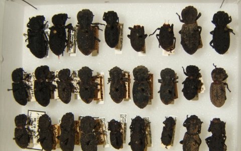 Ejemplares de Phloeodes diabolicus o escarabajos acorazados.