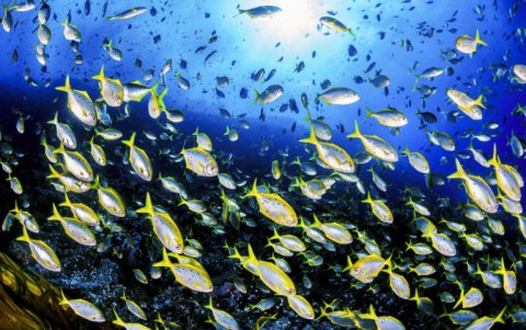 Parte de la biodiversidad del Parque Marino Nazca Desventuradas.