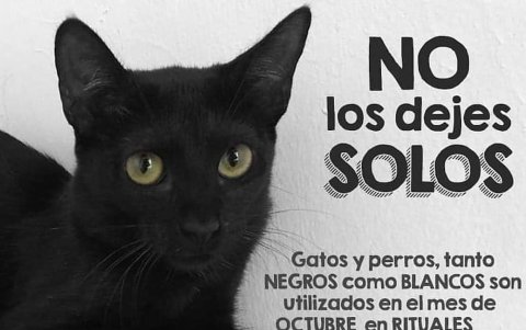 La fundación Yo amo animales lanzó una alerta en sus redes sobre el tema.