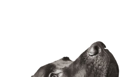 Los perros negros también están en riesgo en esta época, según varias fundaciones.