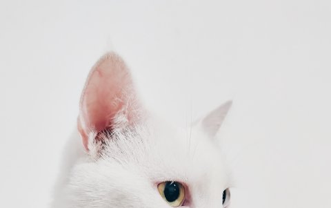 Según varios voluntarios, los gatos blancos serían utilizados para rituales de magia blanca.