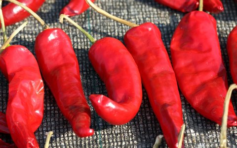 Los ajíes consumidos en cualquiera de su formas evitar trastornos circulatorios