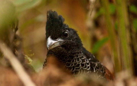 Cuco hormiguero escamoso.