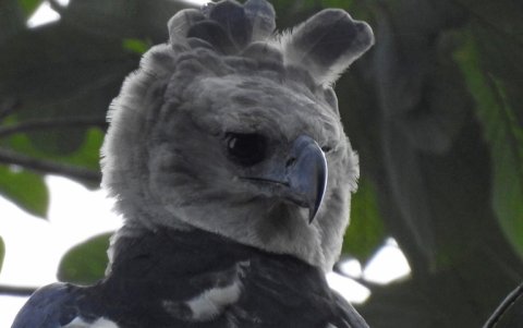 El único nido de águila harpía del oeste de Ecuador se ubica en las reservas Canandé y Tesoro Escondido.