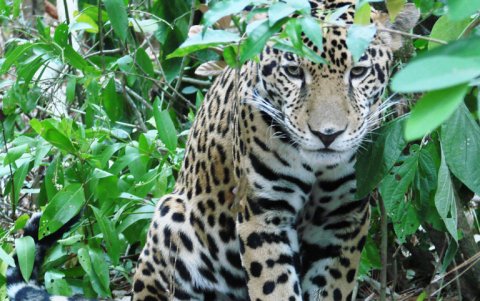 En el Chocó de Ecuador quedan apenas 40 jaguares.