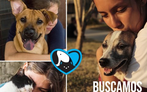 La fundación inició una campaña para conseguir a los abrazadores de mascotas.