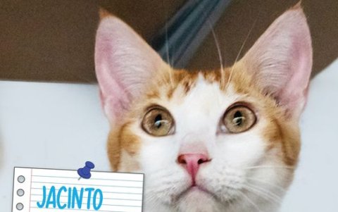 La agrupación animalista mantiene activa su campaña de adopciones.