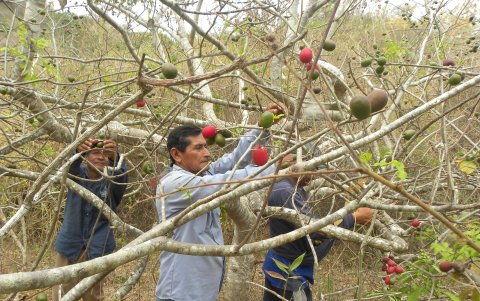 Las visitas a fincas y haciendas de cantones cercanos como Milagro, Daule o Nobol permiten recorrer los cultivos de cacao, ciruelas y otros productos.