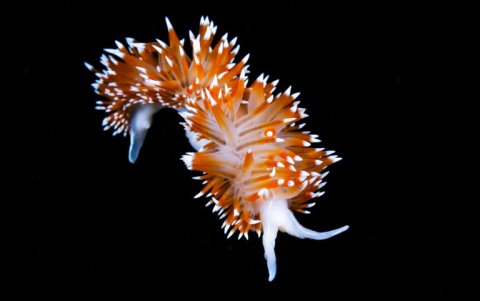 Nudibranquio a media agua, Melimoyu.