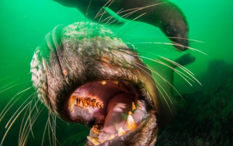 Lobos de mar, Península Hualpén.