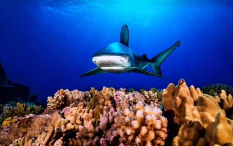Tiburón de galápagos en Motu Motiro Hiva.