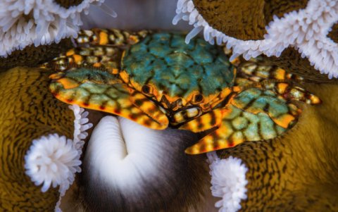 Cangrejo porcelana sobre anémona. Las Tacas, Chile.