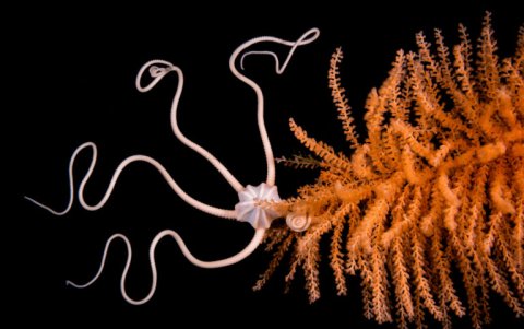 Ofiura blanca sobre Pluma del mar nervuda, Melimoyu.