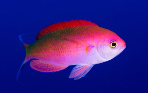 Pez Callanthias en aguas de Juan Fernández, Chile. 
