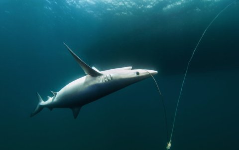 Tiburón azul pescado con espinel, Caldera.
