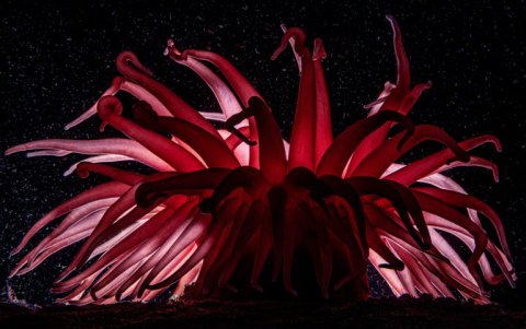 Anémona no retráctil retroliluminada, Melimoyu. Fundacion MERI-Eduardo Sorensen