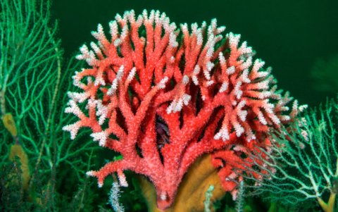 Coral rojo de la Patagonia. Melimoyu, Chile.