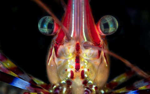Camarón pintado. Melimoyu, Chile.