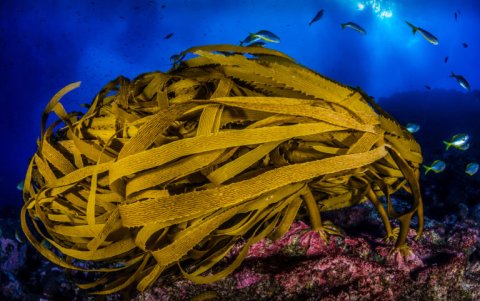 Algas pardas en Islas Desventuradas. Oceana-Eduardo Sorensen.