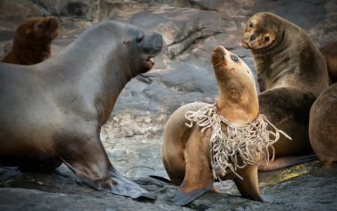 Lobo de mar con red de pesca en el cuello, Patagonia.