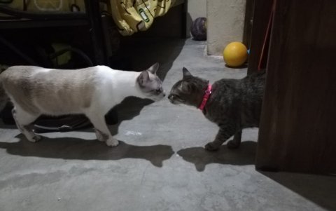 Tras haber 'interactuado' tocando sus manos y garras por debajo de la puerta que las separaba, el encuentro entre ambas fue más tranquilo.