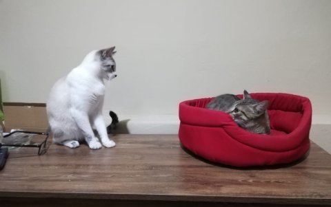 A partir del segundo día, mejoró la convivencia entre ambas y compartieron algunos de los espacios y elementos del cuarto.