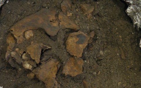 Así se encontraron la mandíbula y el cráneo.