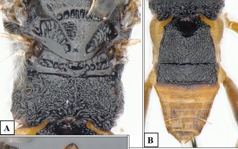 Más detalles del cuerpo de la avista parasitoide acuática Godzilla.