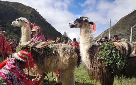 Durante la temporada 2019-2020, treinta y dos mil arboles fueron sembrados.