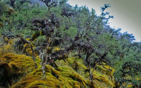 [MISSING]binding.image.description