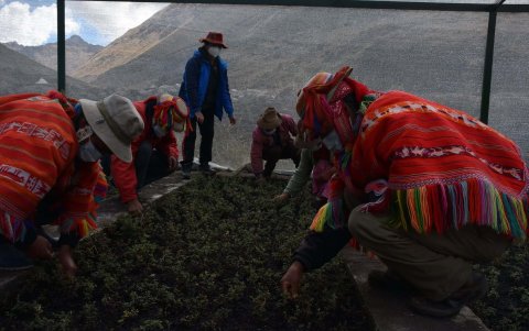 Como parte del festival se han creado viveros comunitarios donde se reproducen las plantas que después se sembrarán.