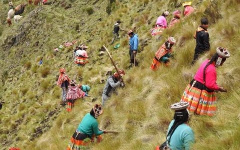 Alrededor de 680 hectáreas de tierras comunales han sido reforestadas.