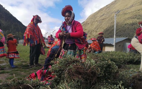 Como parte del festival se reproducen y siembran cinco variedades de queuña.