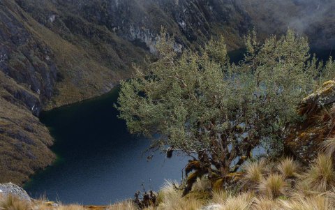 La corteza y las ramas de las queñuas tienen un intenso color cobrizo.