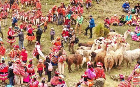 La plantación de queuñas se realiza en forma colectiva, como parte del ayni.