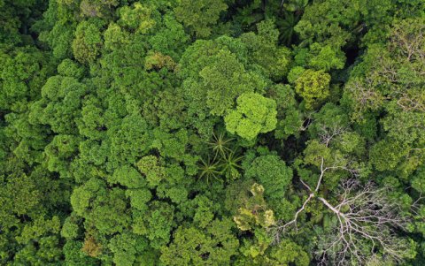 Amazonía colombiana.