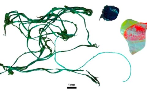 Algunos de los fragmentos de sogas y envoltorios plásticos hallados dentro de la ballena franca austral.