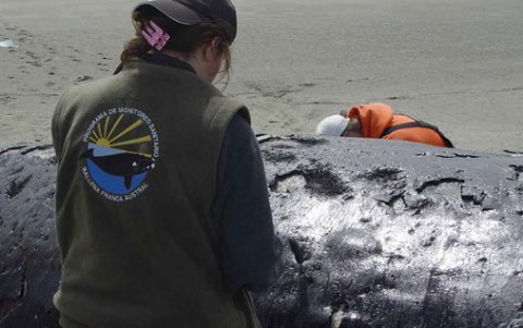 Investigadores realizan la necropsia a la ballena franca austral varada.