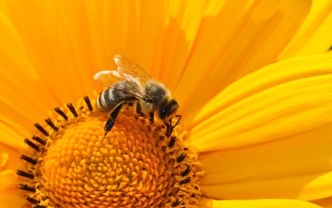 l equipo de investigación espera que su trabajo ayude a la conservación de las abejas como polinizadores globales.
