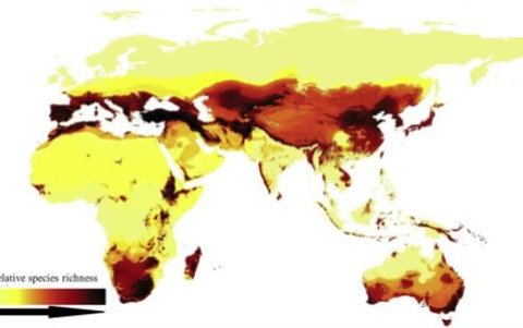 Patrones de distribución de las abejas.