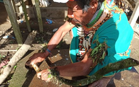 Curandero. Delio Payaguaje limpia una de las raíces y tallos de las plantes medicinales.