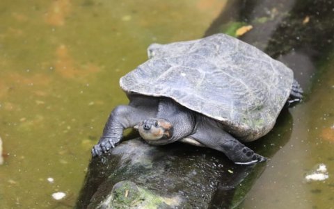 Tortuga en la Reserva de Producción de Fauna Cuyabeno. Foto: Ministerio del Ambiente y Agua de Ecuador.